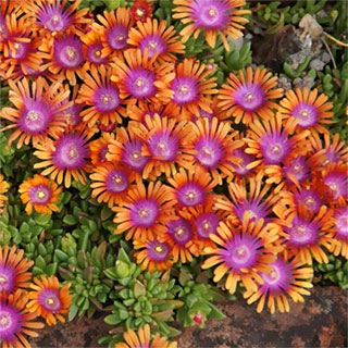 Ice plant, Bicolor Carpet